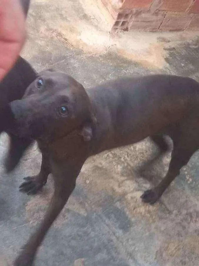 Cachorro ra a SRD idade 3 anos nome Pantera