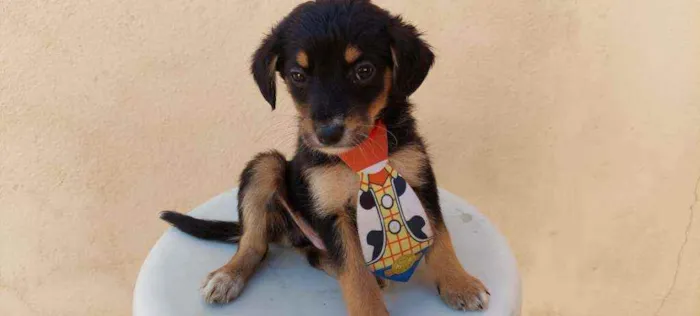 Cachorro raça Srd idade Abaixo de 2 meses nome Ze Felipe 