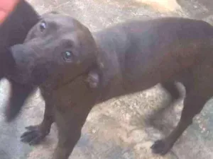 Cachorro raça SRD idade 3 anos nome Pantera