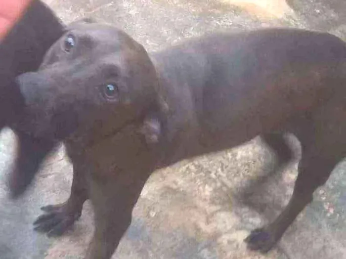 Cachorro ra a SRD idade 3 anos nome Pantera