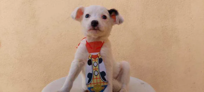 Cachorro raça Srd idade Abaixo de 2 meses nome Samuka