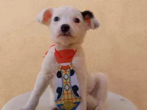 Cachorro raça Srd idade Abaixo de 2 meses nome Samuka