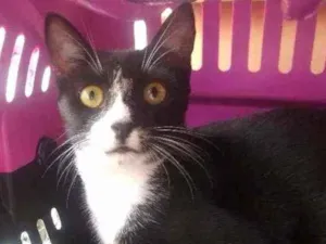 Gato raça Srd idade 2 a 6 meses nome Sarah