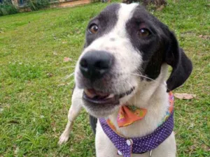 Cachorro raça Vira lata idade 3 anos nome Federal