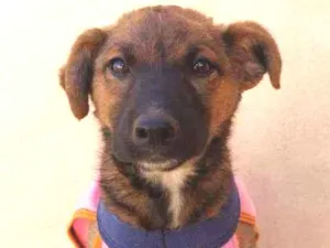 Cachorro raça Srd idade 2 a 6 meses nome Ariel