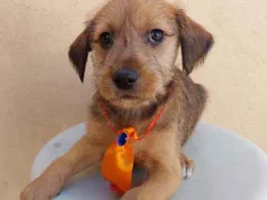 Cachorro raça Srd idade Abaixo de 2 meses nome Aventureiro 