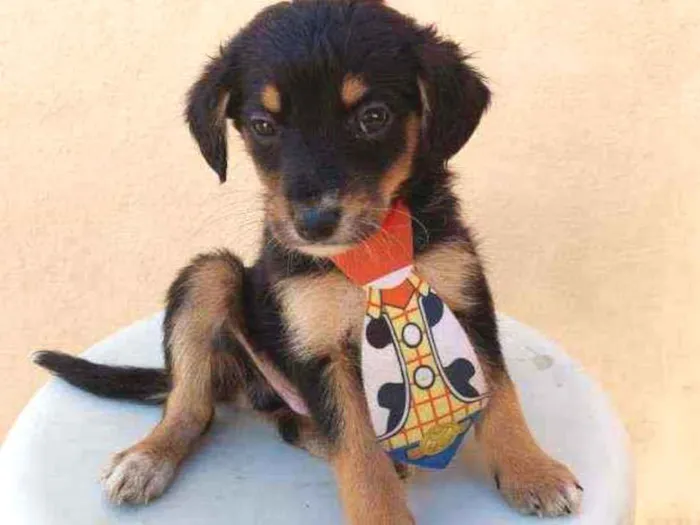 Cachorro raça Srd idade Abaixo de 2 meses nome Ze Felipe 