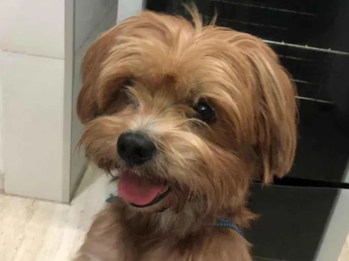 Cachorro raça York misturinha idade 3 anos nome Bethoven