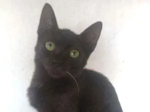 Gato raça Srd idade 2 a 6 meses nome Romeu