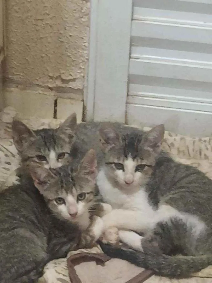 Gato raça Indeterminado idade 2 a 6 meses nome Sem nome