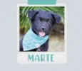 Cachorro raça SRD  idade 2 a 6 meses nome Marte 