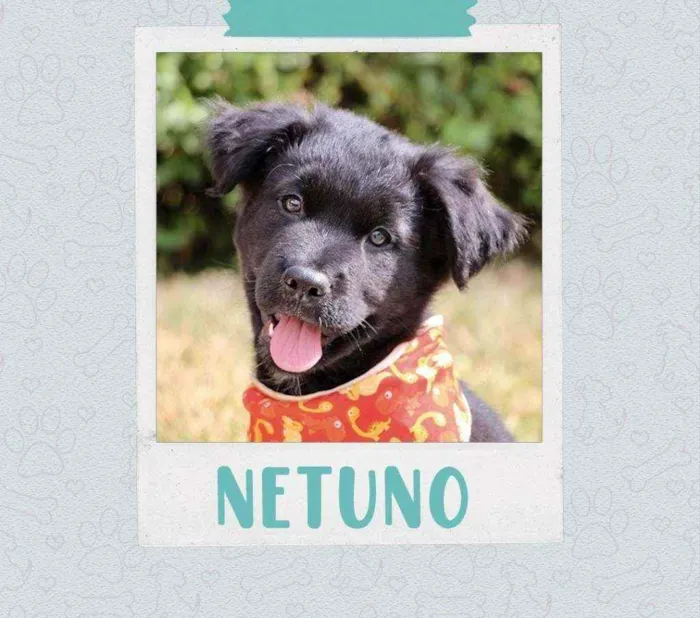 Cachorro raça SRD  idade 2 a 6 meses nome Netuno