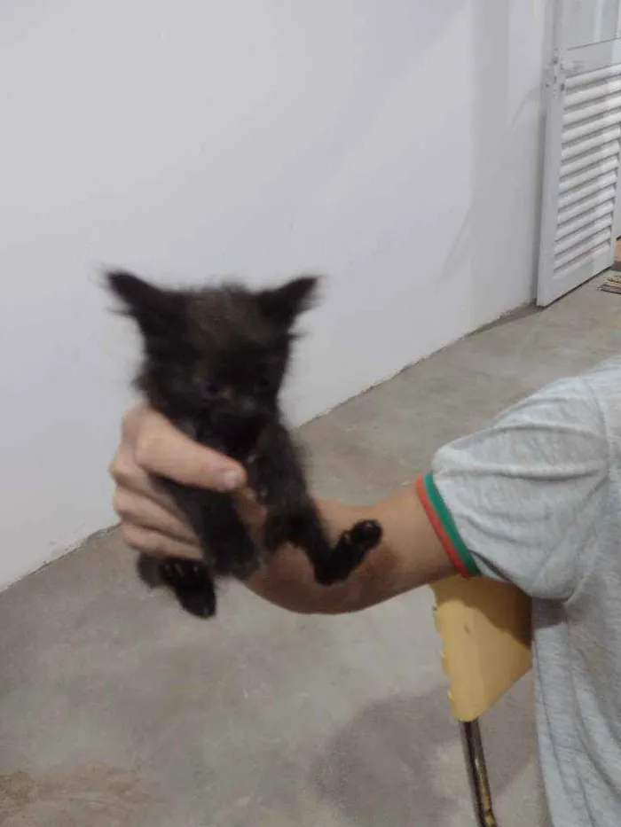 Gato ra a Indefinido idade 2 a 6 meses nome Cinza 