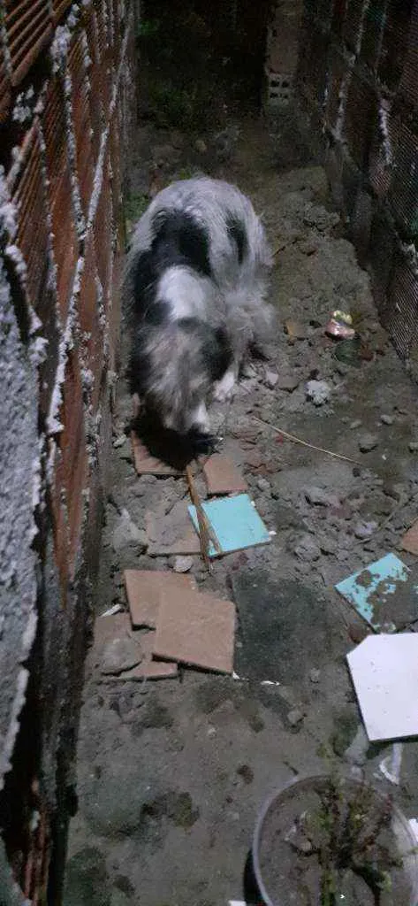 Cachorro ra a SRD idade 2 a 6 meses nome Ela