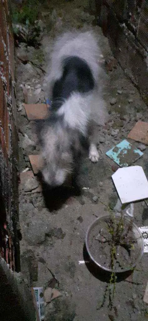 Cachorro ra a SRD idade 2 a 6 meses nome Ela