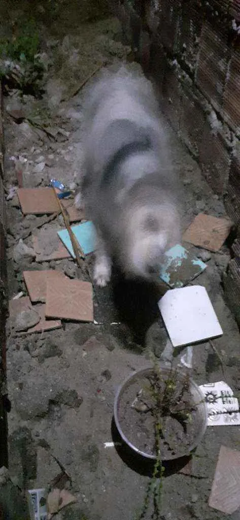 Cachorro ra a SRD idade 2 a 6 meses nome Ela