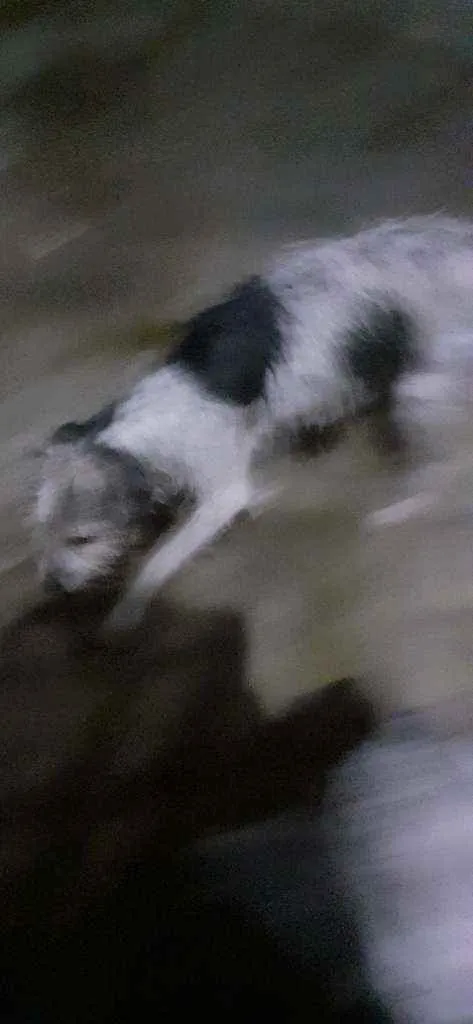 Cachorro ra a SRD idade 2 a 6 meses nome Ela