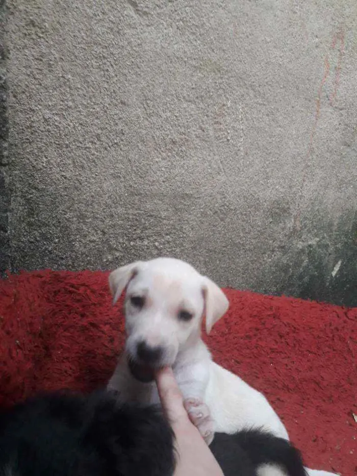 Cachorro ra a Srd  idade Abaixo de 2 meses nome Nome não definido 