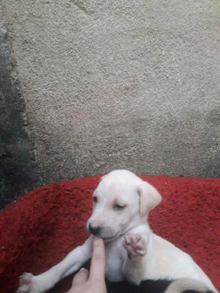 Cachorro ra a Srd  idade Abaixo de 2 meses nome Nome não definido 