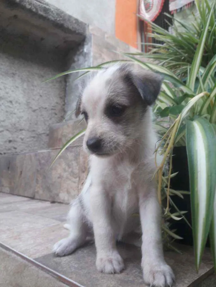 Cachorro ra a Srd  idade Abaixo de 2 meses nome Nome não definido 