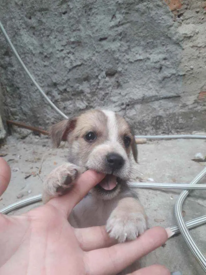 Cachorro ra a Srd  idade Abaixo de 2 meses nome Nome não definido 