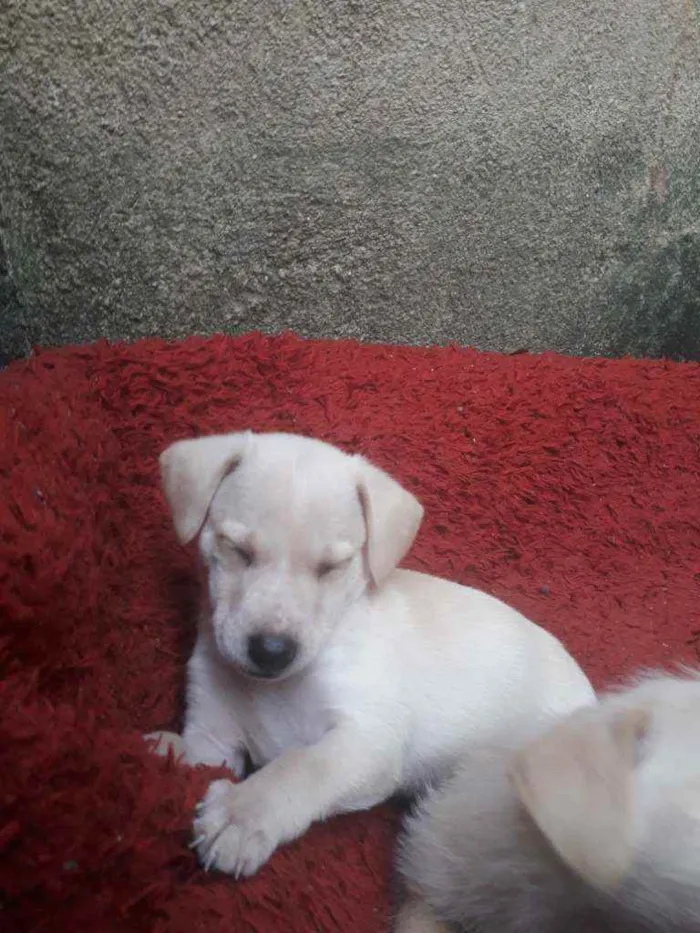 Cachorro ra a Srd  idade Abaixo de 2 meses nome Nome não definido 