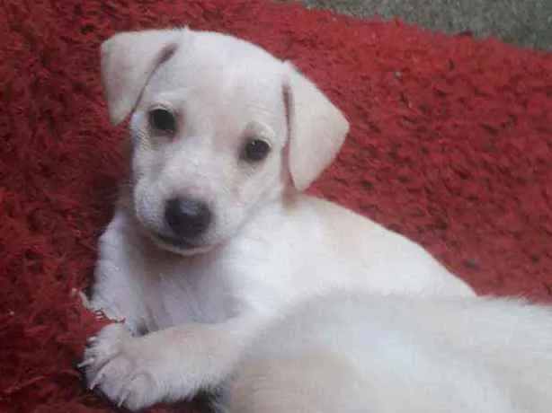 Cachorro ra a Srd  idade Abaixo de 2 meses nome Nome não definido 