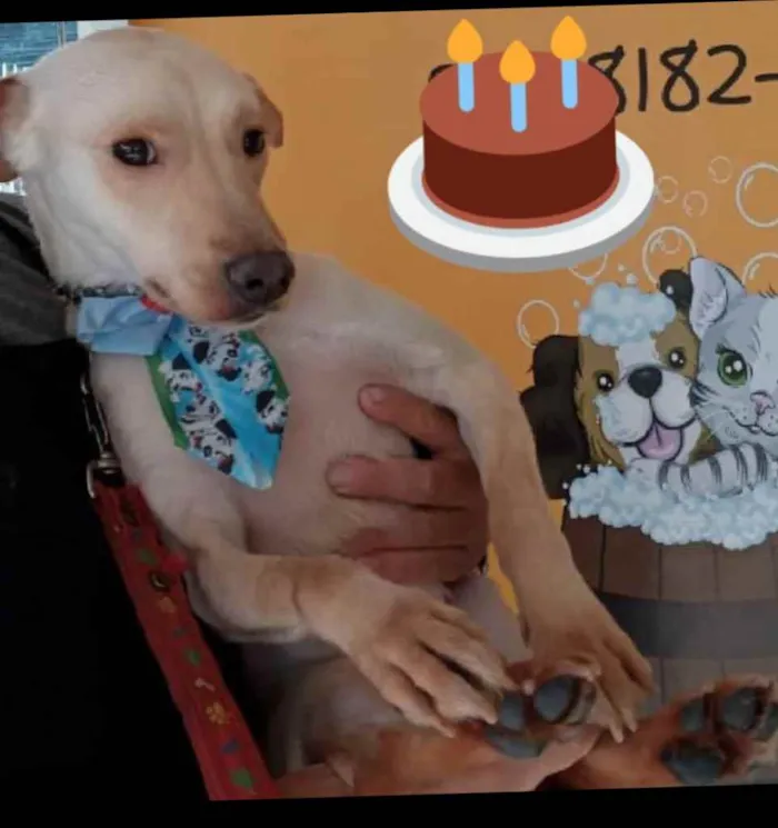 Cachorro ra a SRD idade 1 ano nome Muffin