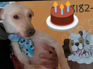 Cachorro raça SRD idade 1 ano nome Muffin
