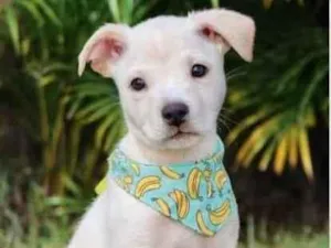 Cachorro raça SRD  idade 2 a 6 meses nome Júpiter 