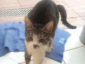 Gato raça Indeterminado idade 2 a 6 meses nome Sem nome
