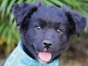 Cachorro raça SRD  idade 2 a 6 meses nome Marte 