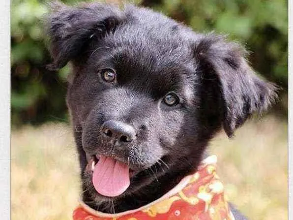 Cachorro raça SRD  idade 2 a 6 meses nome Netuno