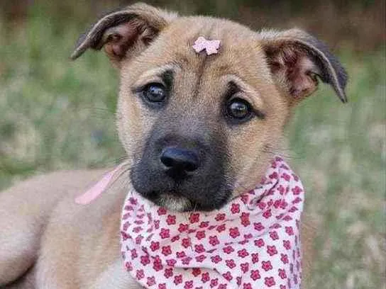 Cachorro raça SRD  idade 2 a 6 meses nome Céu 