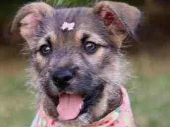 Cachorro raça SRD  idade 2 a 6 meses nome Vênus 