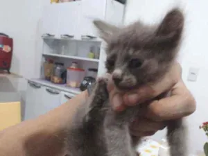 Gato raça Indefinido idade 2 a 6 meses nome Cinza 