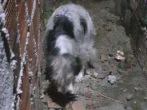 Cachorro raça SRD idade 2 a 6 meses nome Ela
