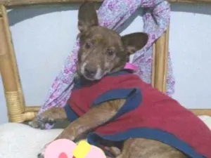 Cachorro raça SRD idade 4 anos nome Abraham
