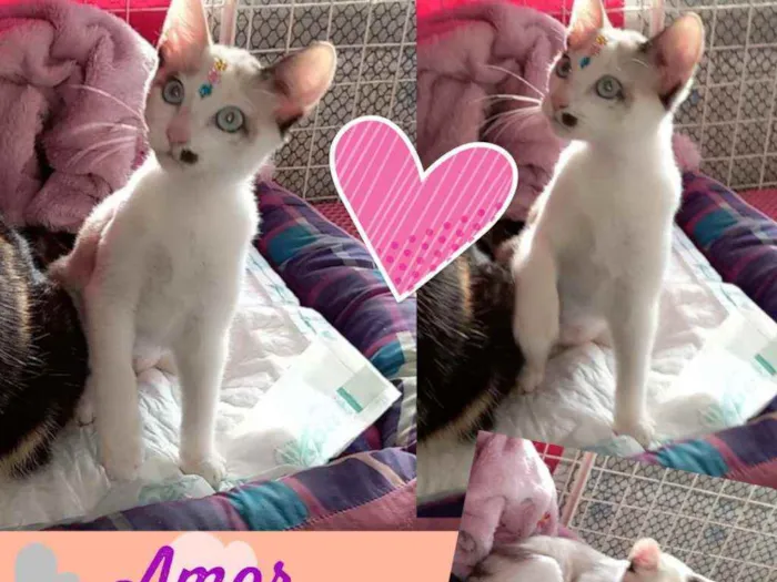 Gato raça Mestiça Siamês  idade 2 a 6 meses nome Amor