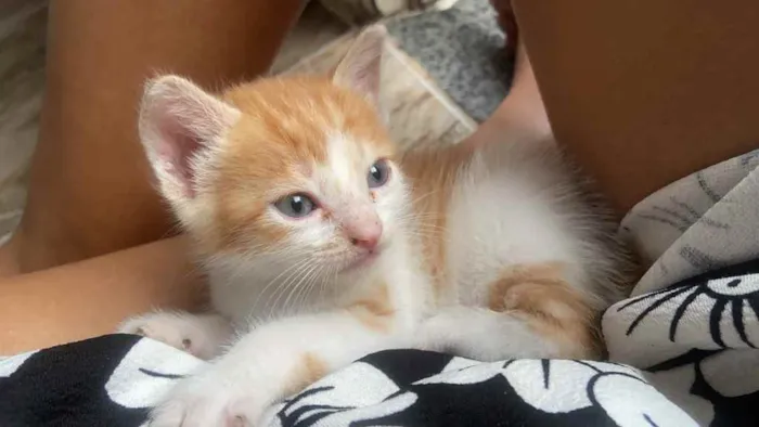 Gato raça Srd idade 2 a 6 meses nome Estrelinha 