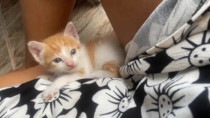 Gato raça Srd idade 2 a 6 meses nome Estrelinha 