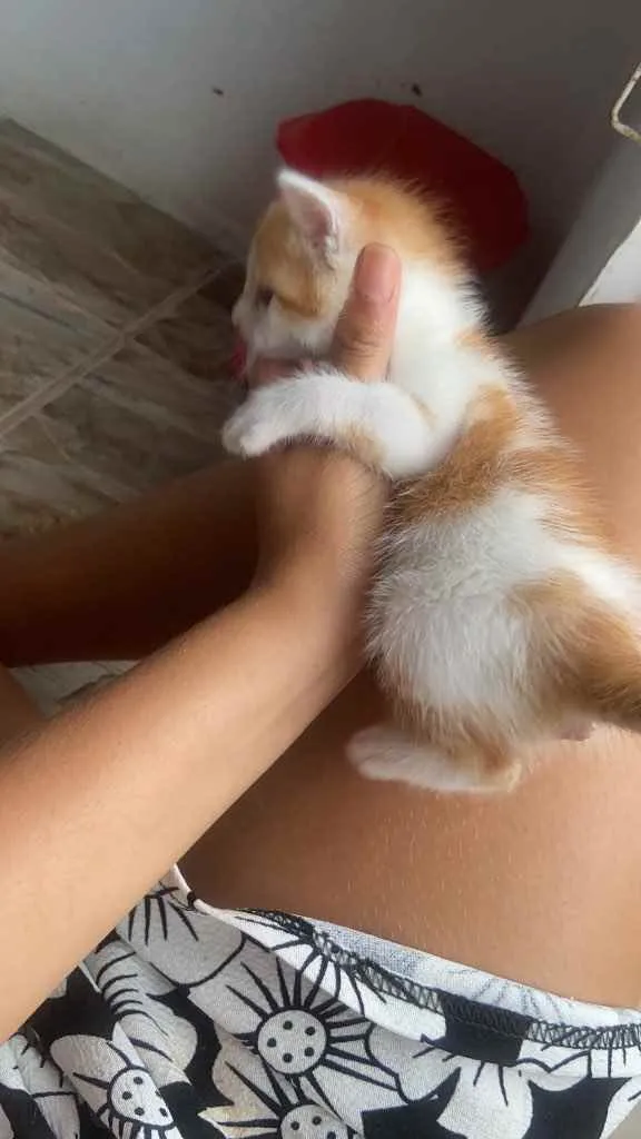 Gato raça Srd idade 2 a 6 meses nome Estrelinha 