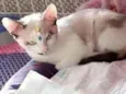Gato raça Mestiça Siamês  idade 2 a 6 meses nome Amor