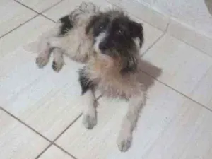 Cachorro raça Puldo e viralata idade 1 ano nome Zuma