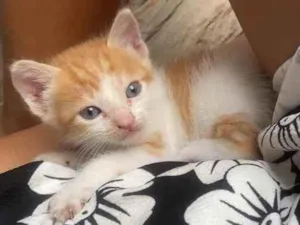 Gato raça Srd idade 2 a 6 meses nome Estrelinha 