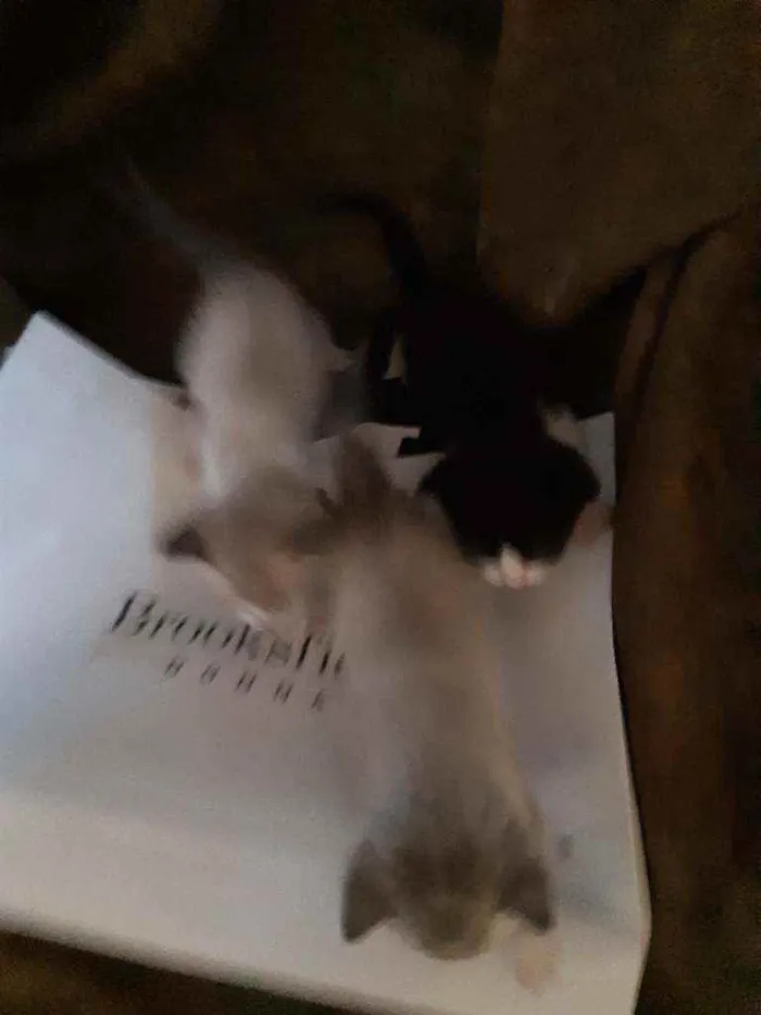 Gato ra a Sem raça definida  idade Abaixo de 2 meses nome Lindas