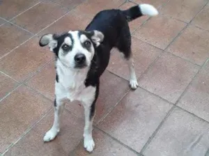 Cachorro raça Srd idade 2 anos nome Bob