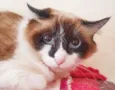 Brenda