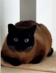 Bruce