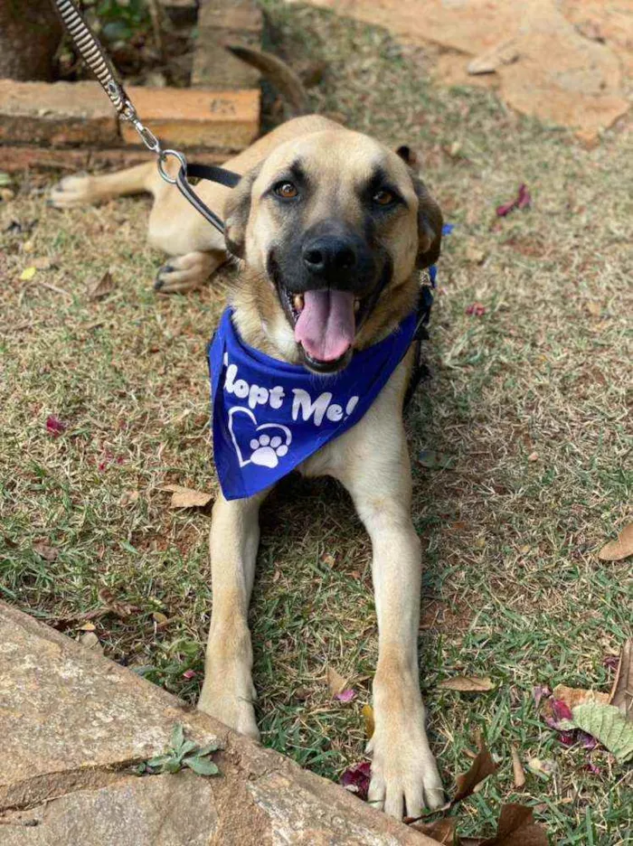 Cachorro ra a SRD idade 1 ano nome TAUROS